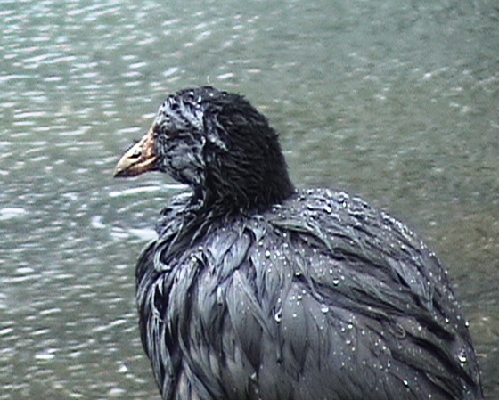 picture of an oiled coot